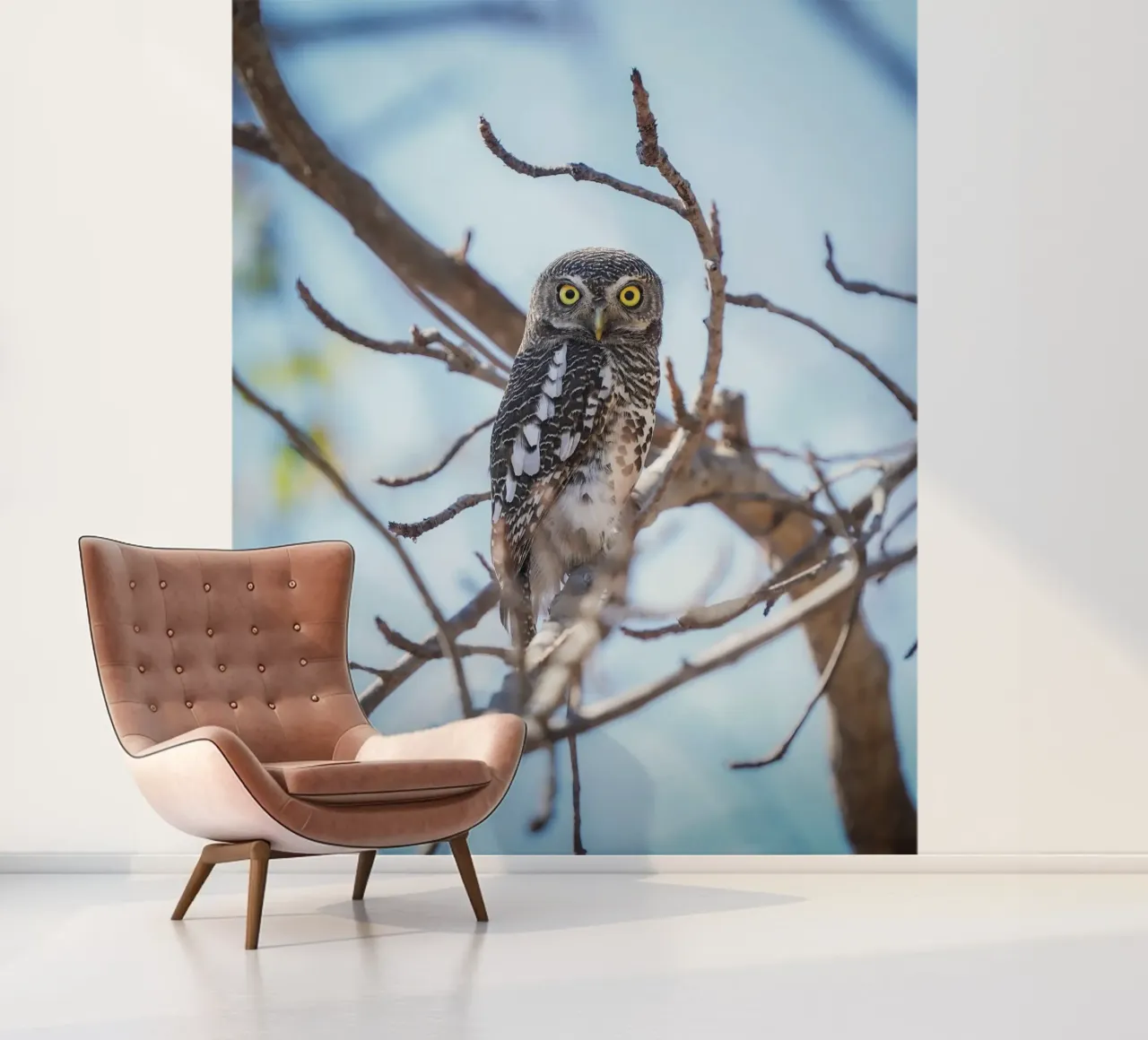 Owl photo wallpaper by Tom's Wildlife