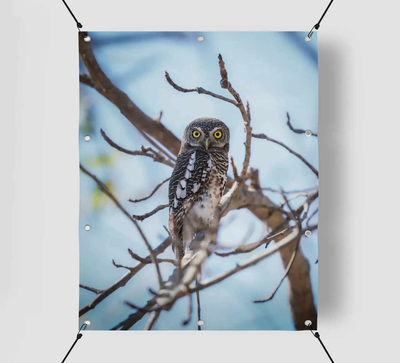 Gufo telo in pvc da Tom's Wildlife