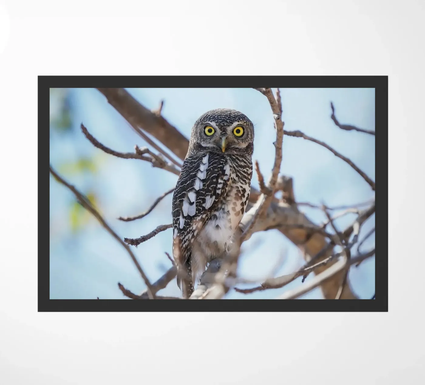 Owl doormat by Tom's Wildlife