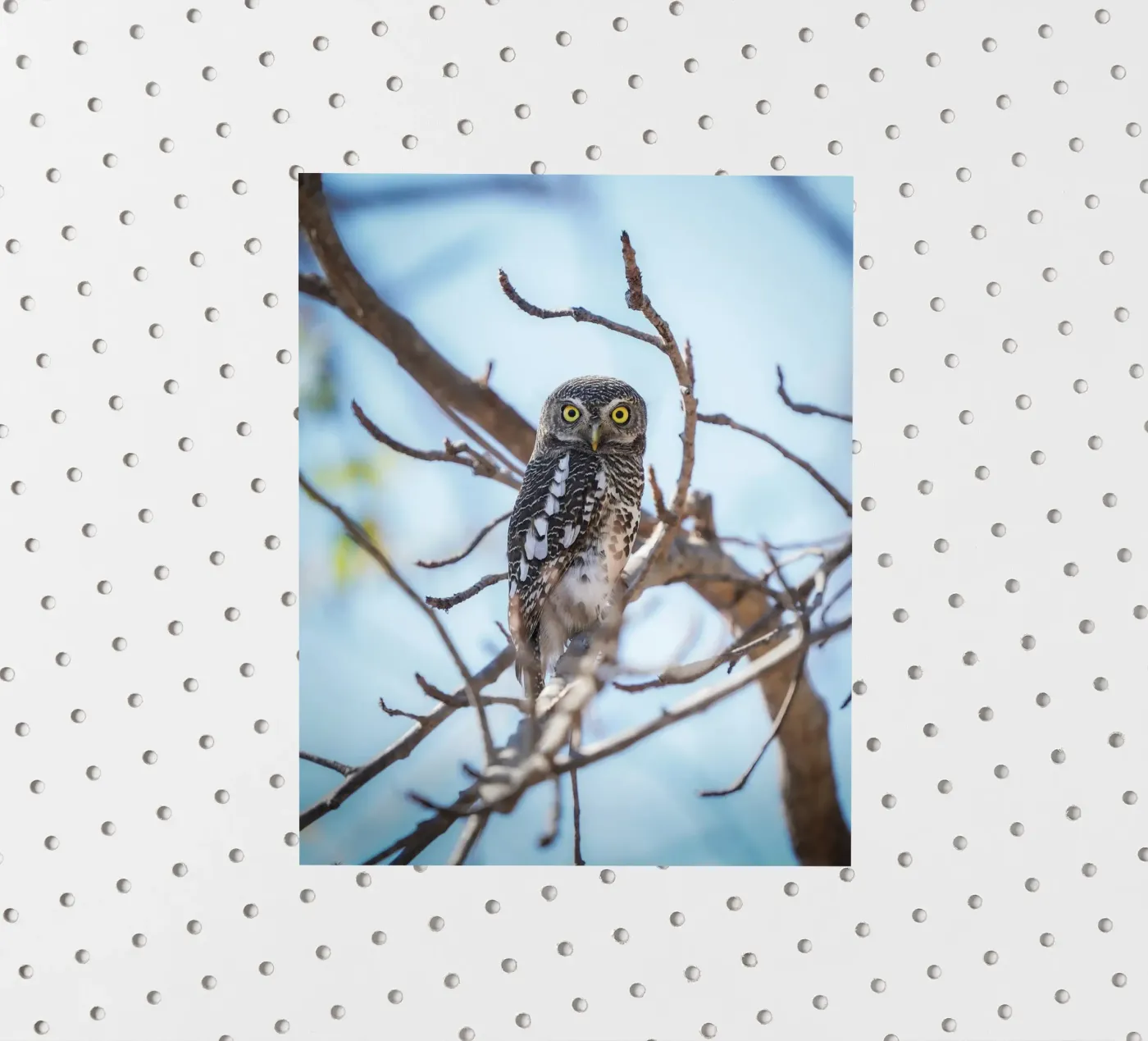 Owl Sticker von Tom's Wildlife