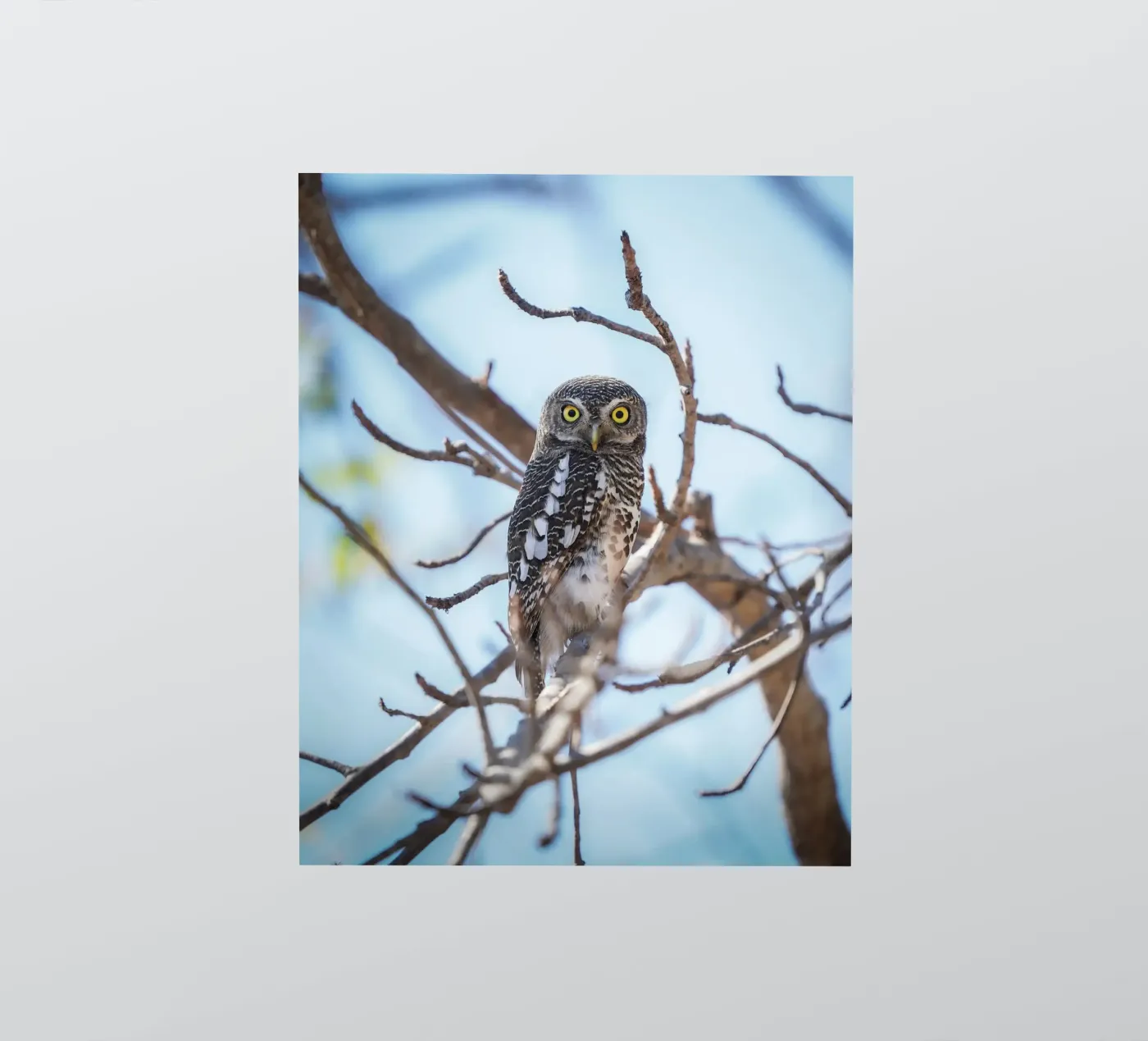Owl Sticker von Tom's Wildlife