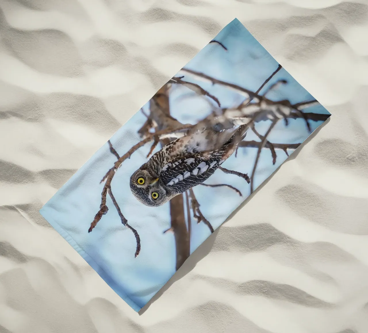 Gufo telo mare da Tom's Wildlife