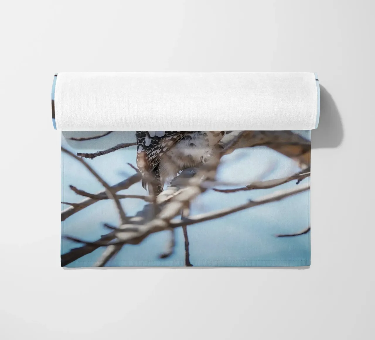 Gufo telo mare da Tom's Wildlife