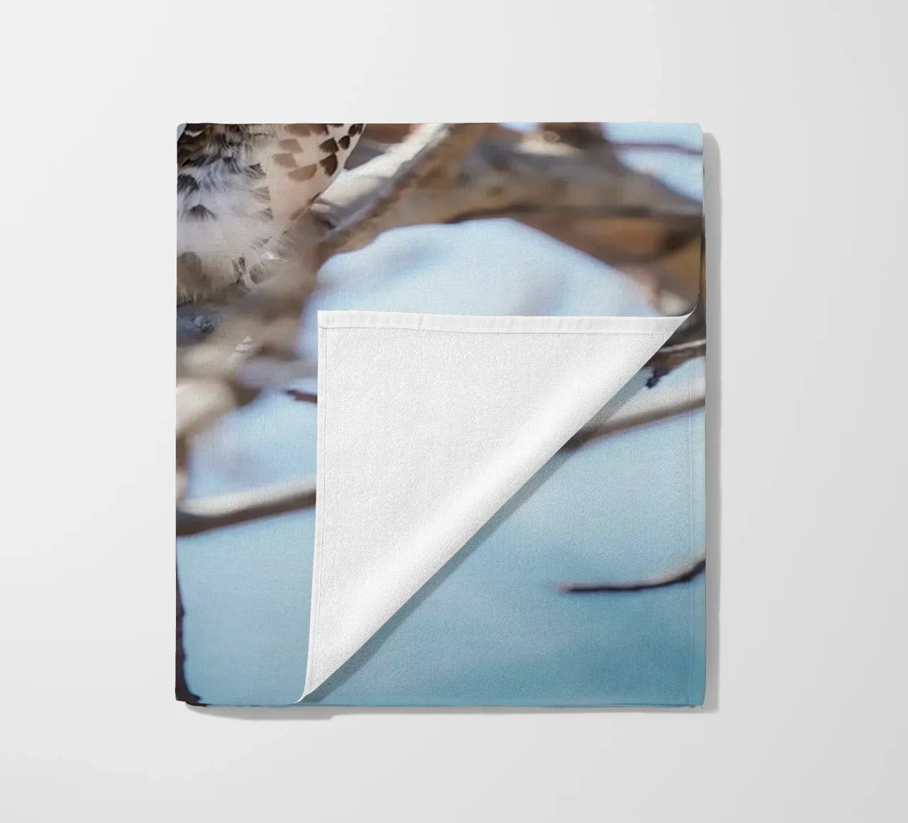 Gufo telo mare da Tom's Wildlife