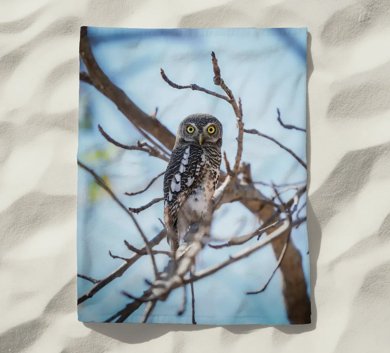 Gufo telo mare da Tom's Wildlife