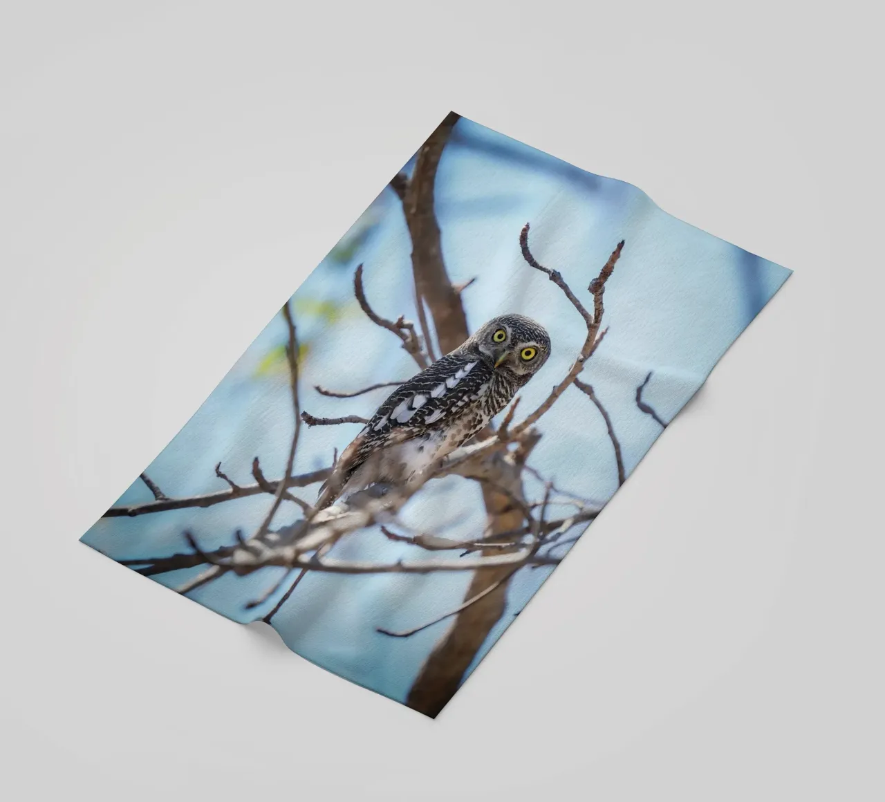 Gufo telo mare da Tom's Wildlife