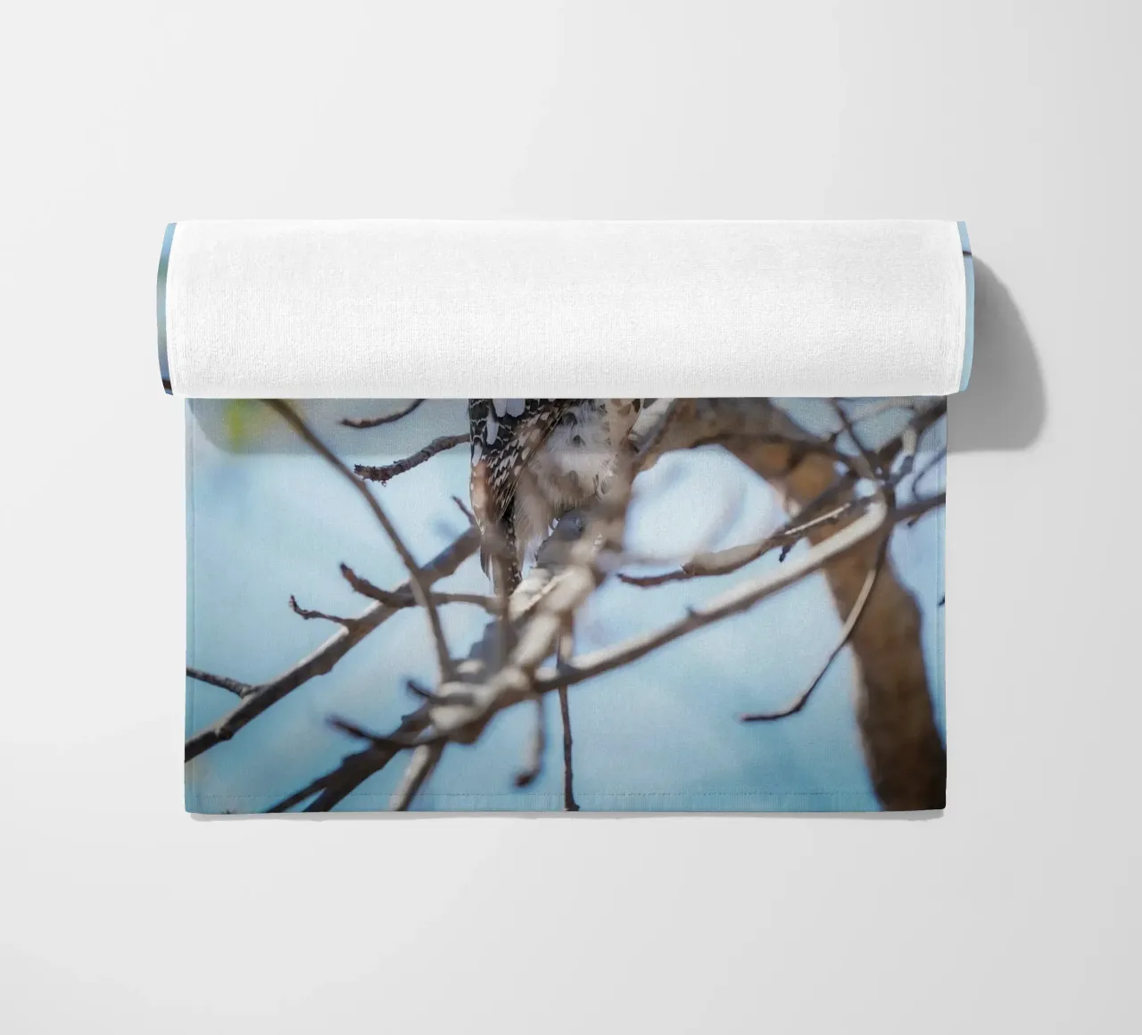 Gufo telo mare da Tom's Wildlife