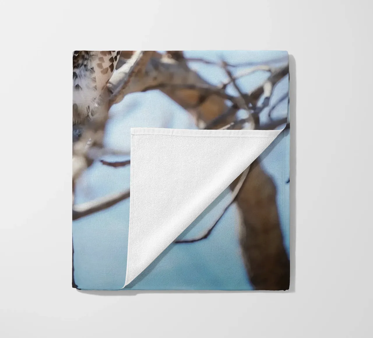 Gufo telo mare da Tom's Wildlife