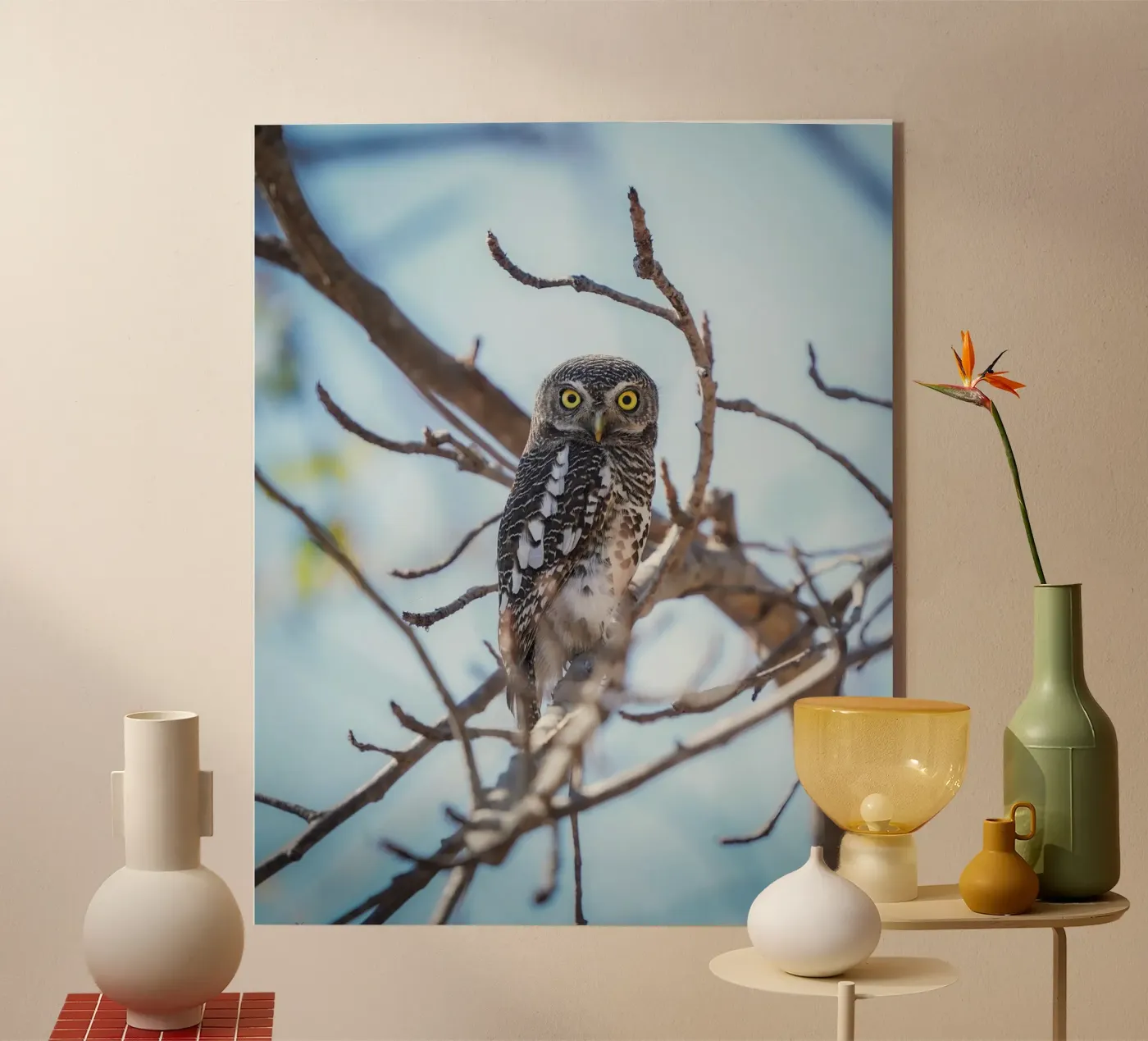 Gufo plexiglass da Tom's Wildlife