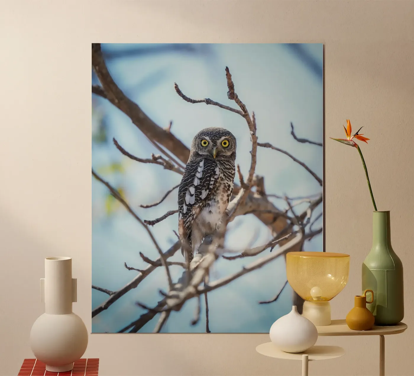 Owl poster da Tom's Wildlife