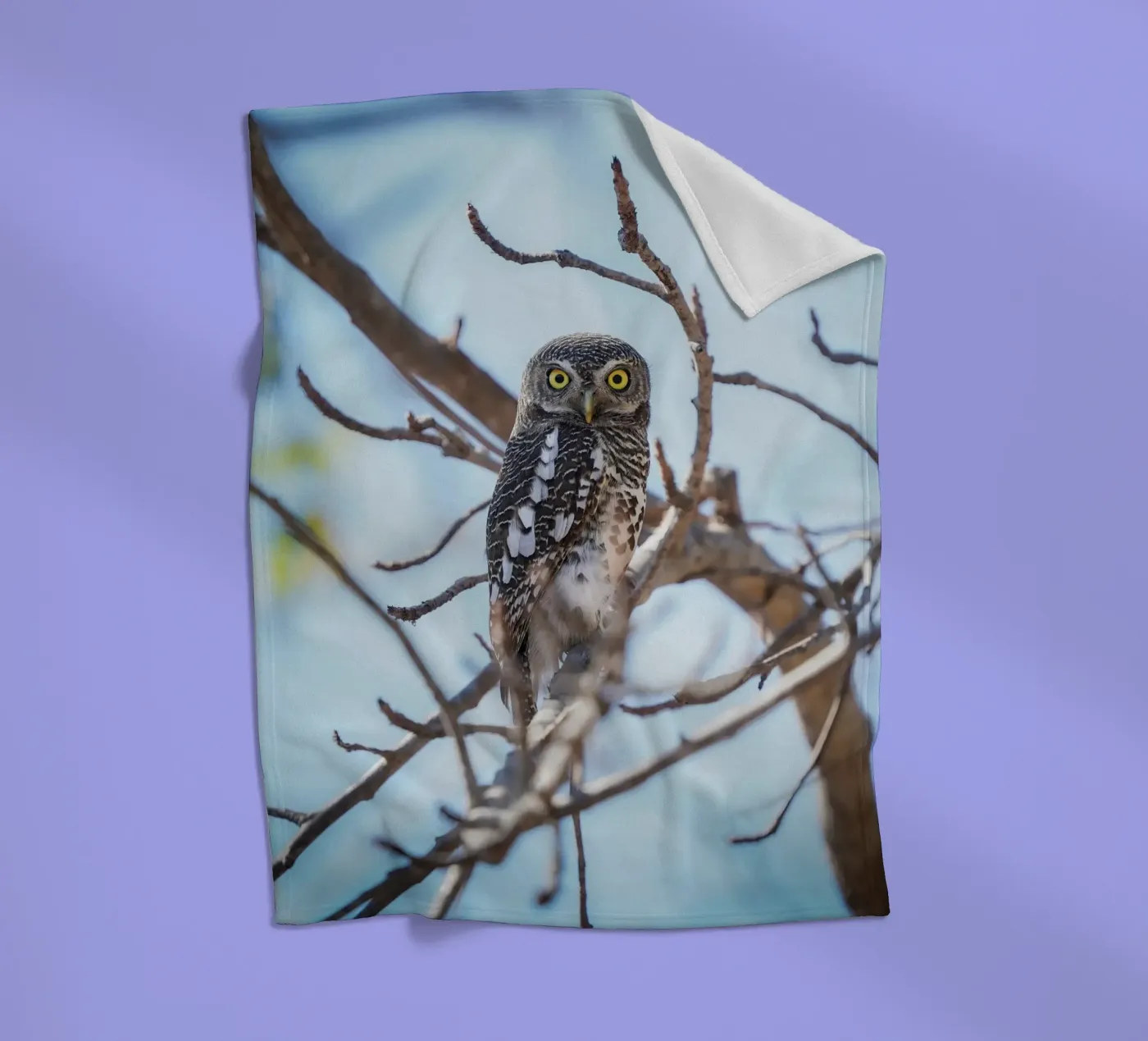 Hibou plaid polaire de Tom's Wildlife