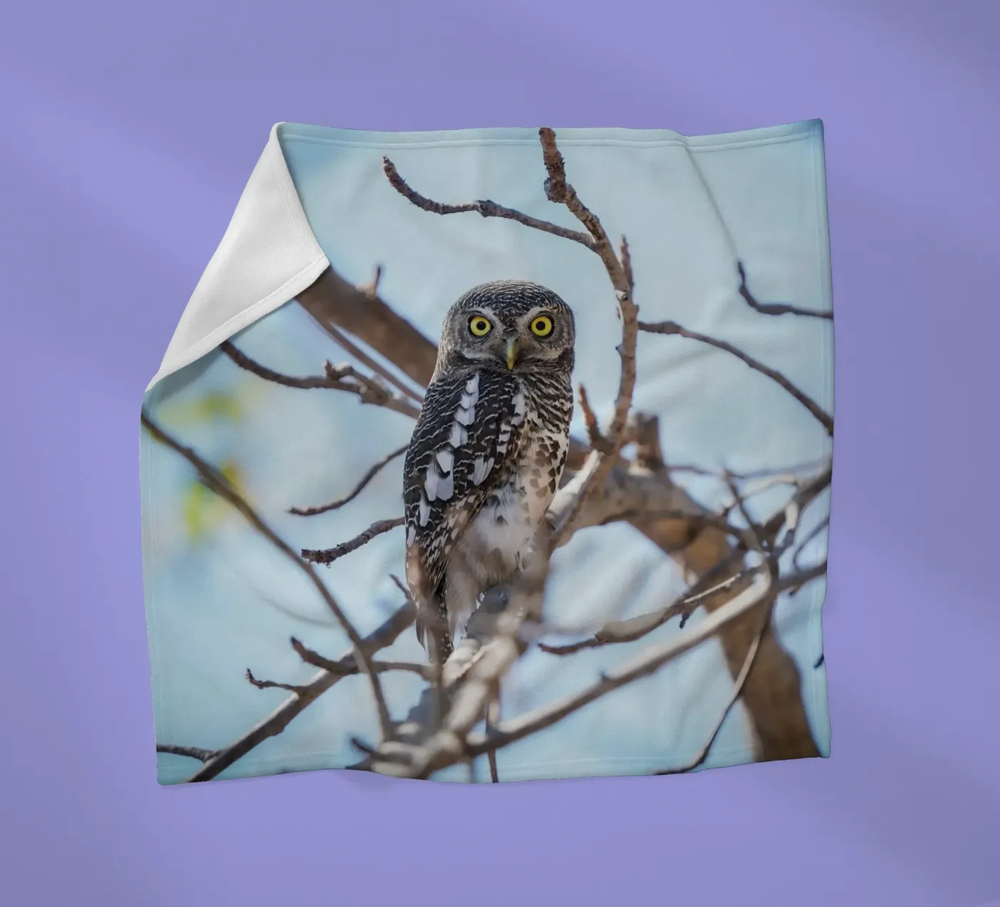 Hibou plaid polaire de Tom's Wildlife