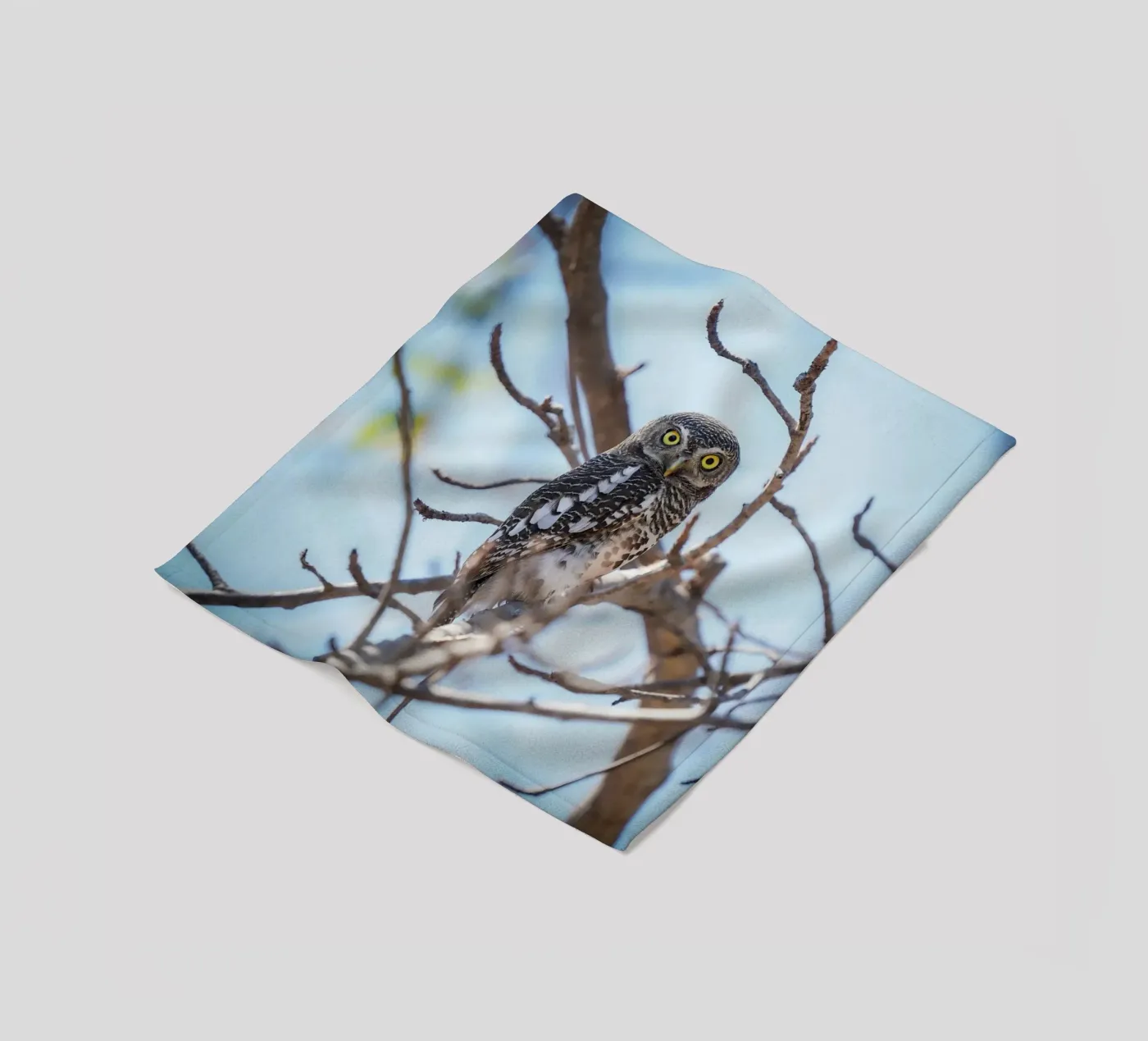 Hibou plaid polaire de Tom's Wildlife