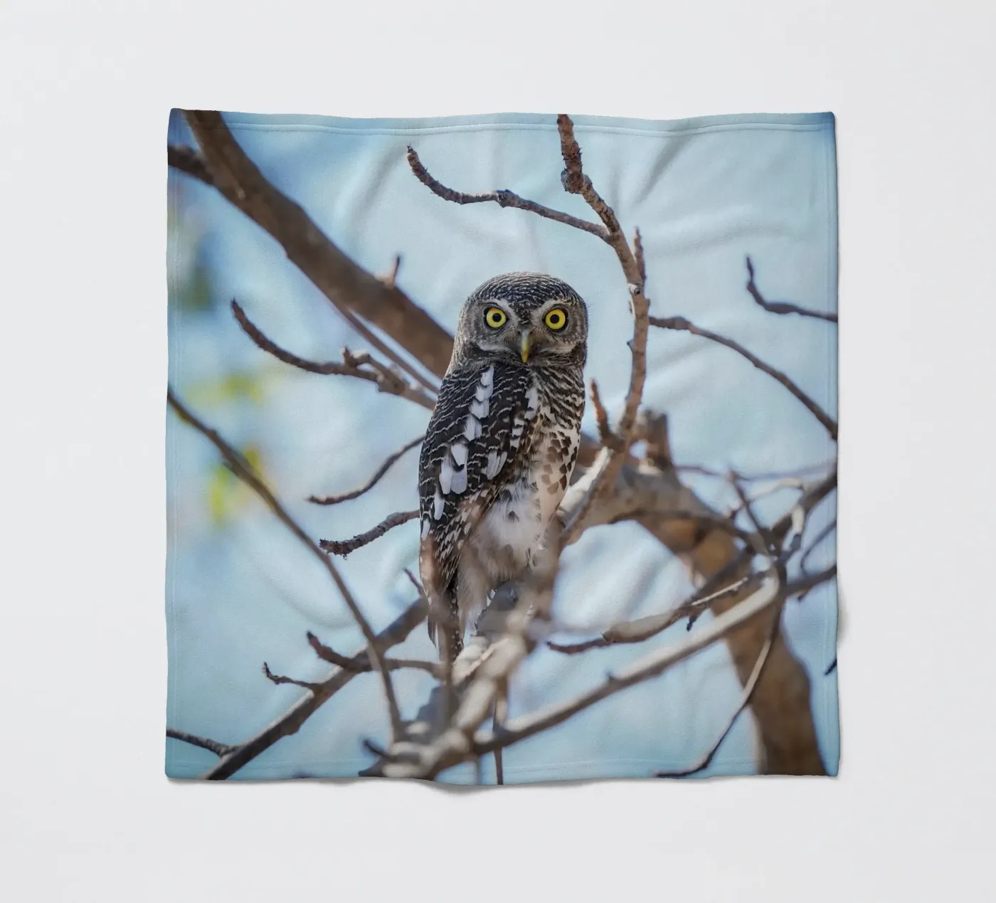 Hibou plaid polaire de Tom's Wildlife