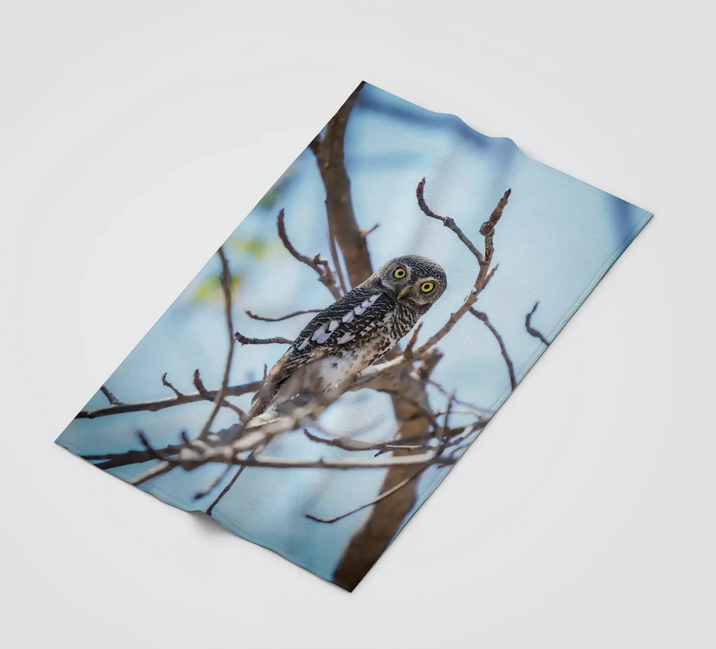 Hibou plaid polaire de Tom's Wildlife