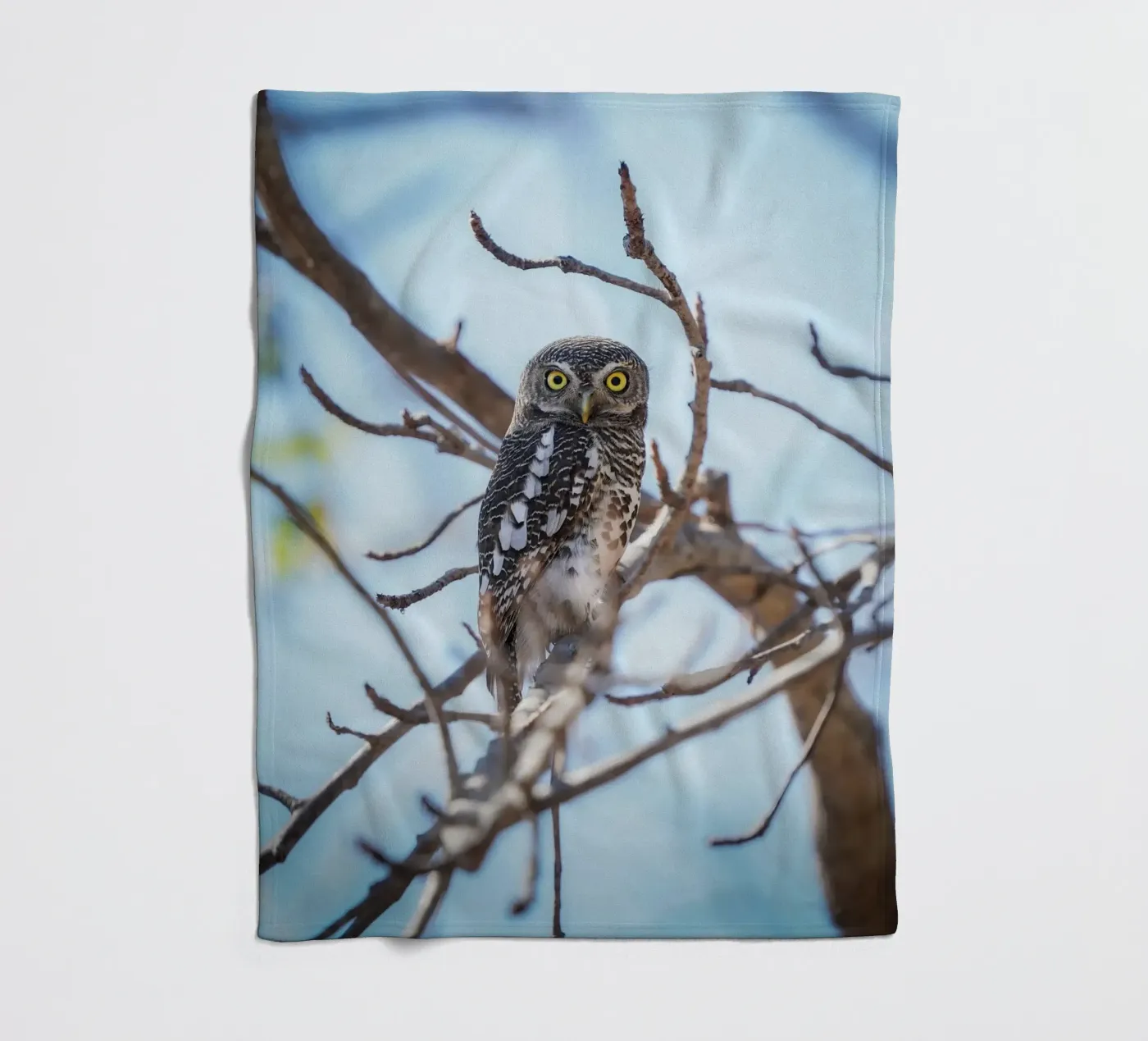 Hibou plaid polaire de Tom's Wildlife