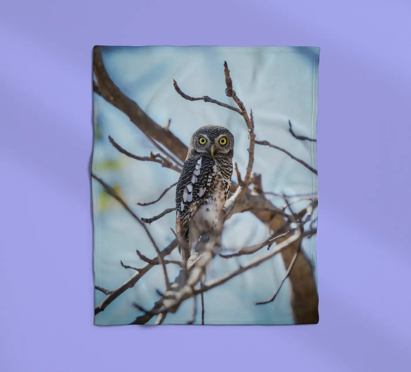 Hibou plaid polaire de Tom's Wildlife