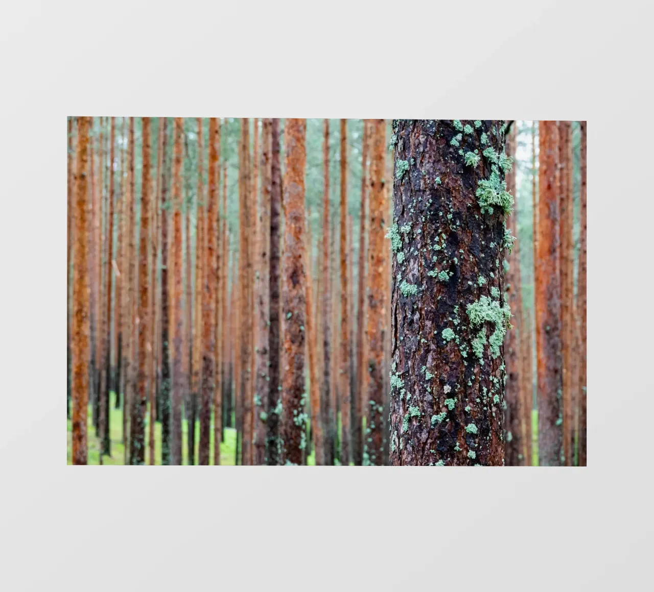 foresta fitta pellicola backlit da anderm