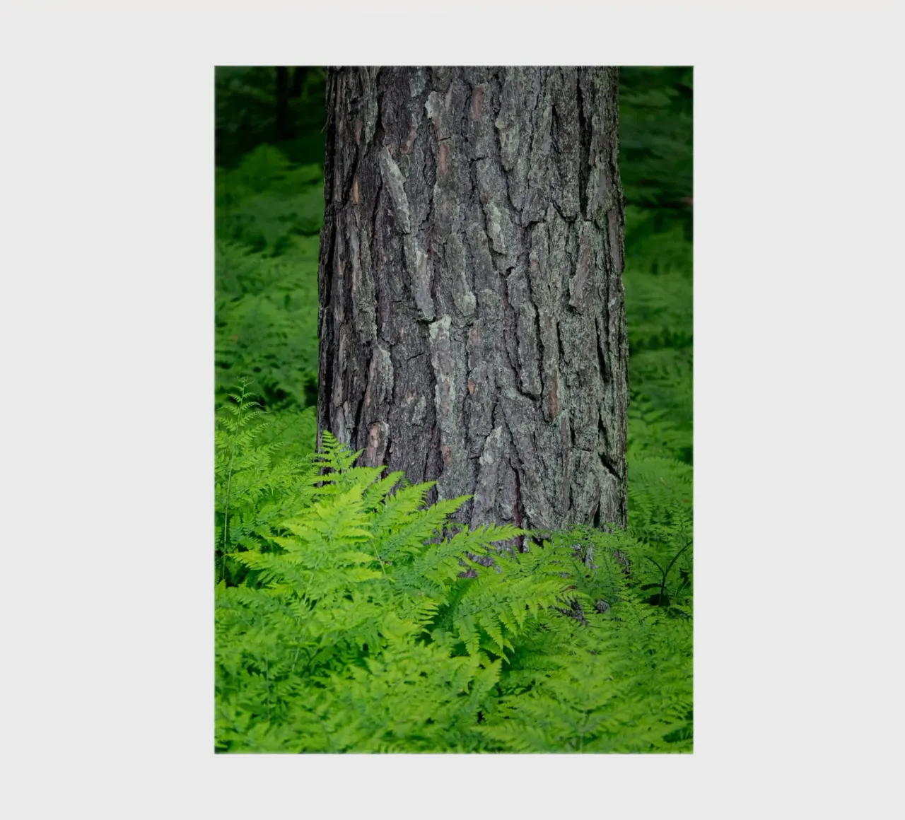 Fern in the woods notebook by anderm