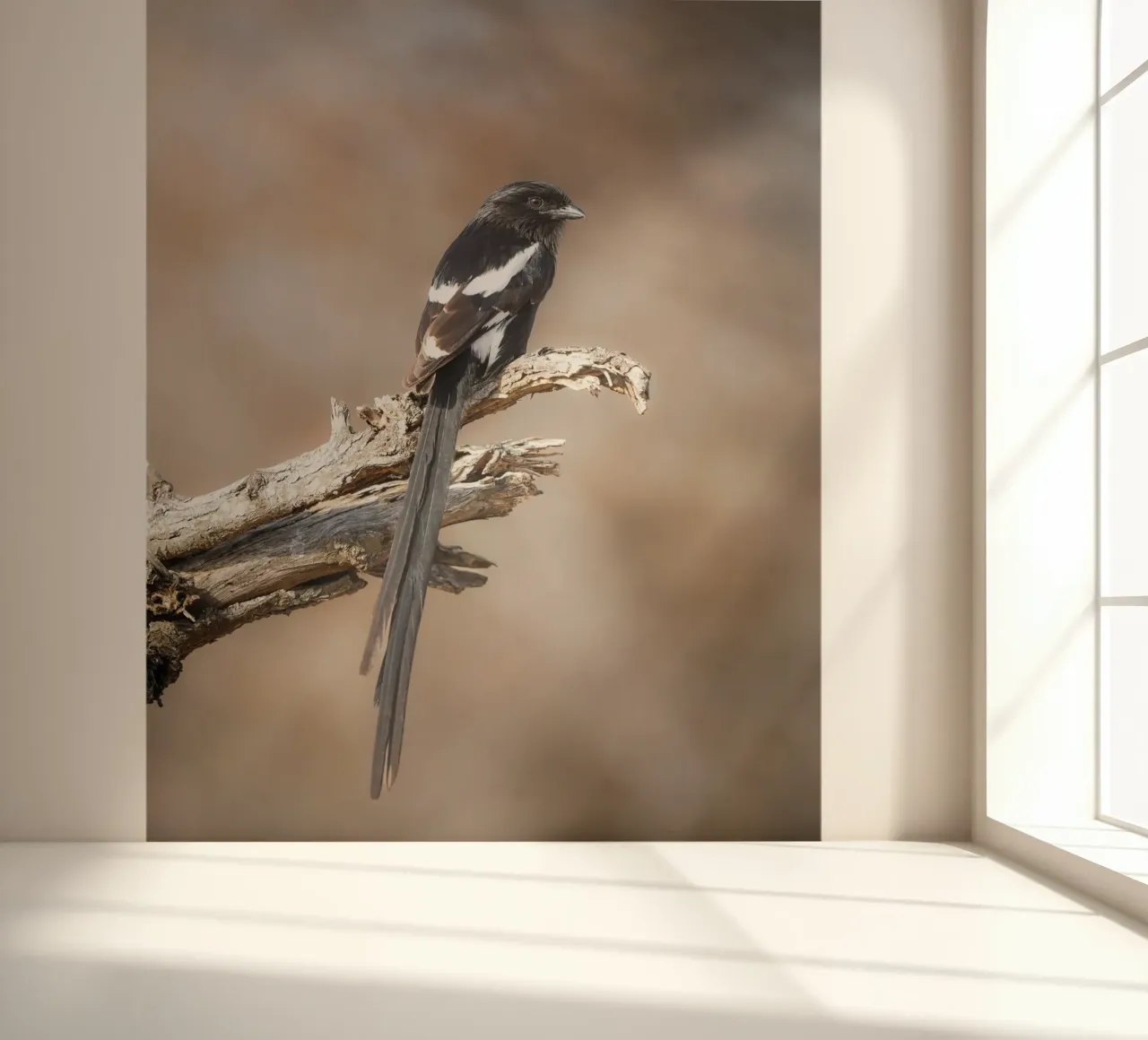 Magpie Shrike photo wallpaper by Tom's Wildlife