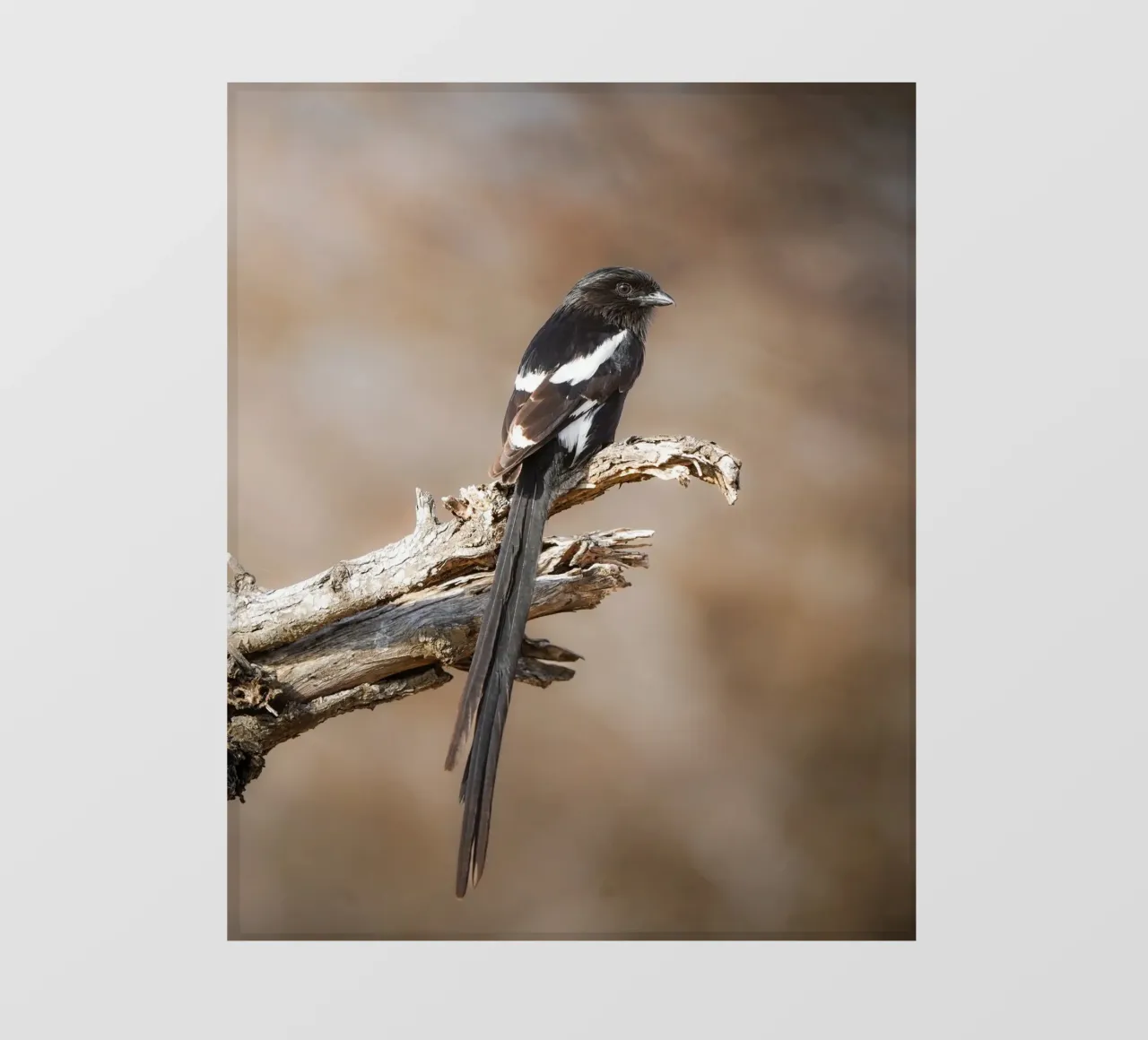 Magpie Shrike photo wallpaper by Tom's Wildlife
