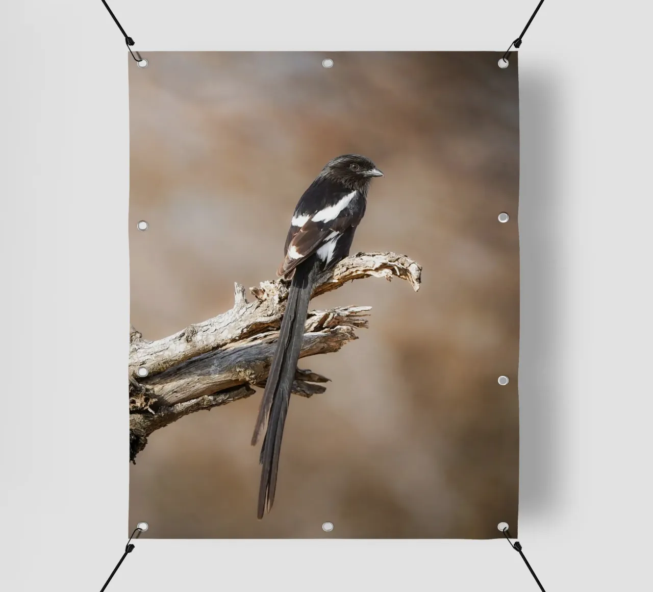 Averla di gazza telo in pvc da Tom's Wildlife