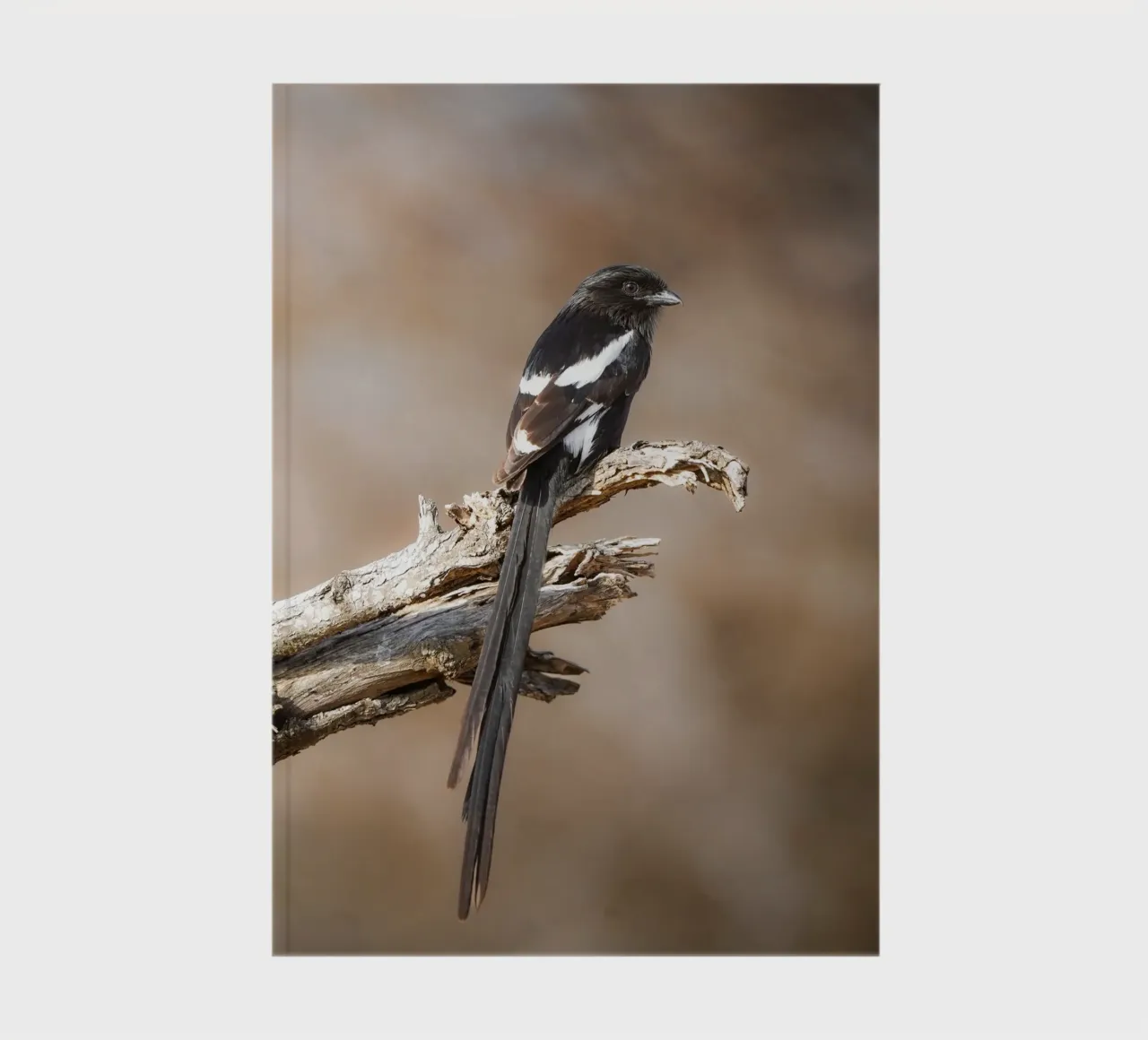 Magpie Shrike notebook by Tom's Wildlife