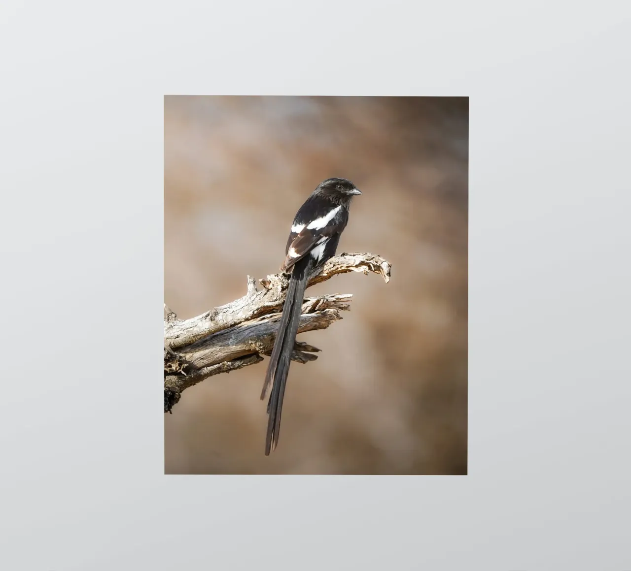 Magpie Shrike sticker by Tom's Wildlife