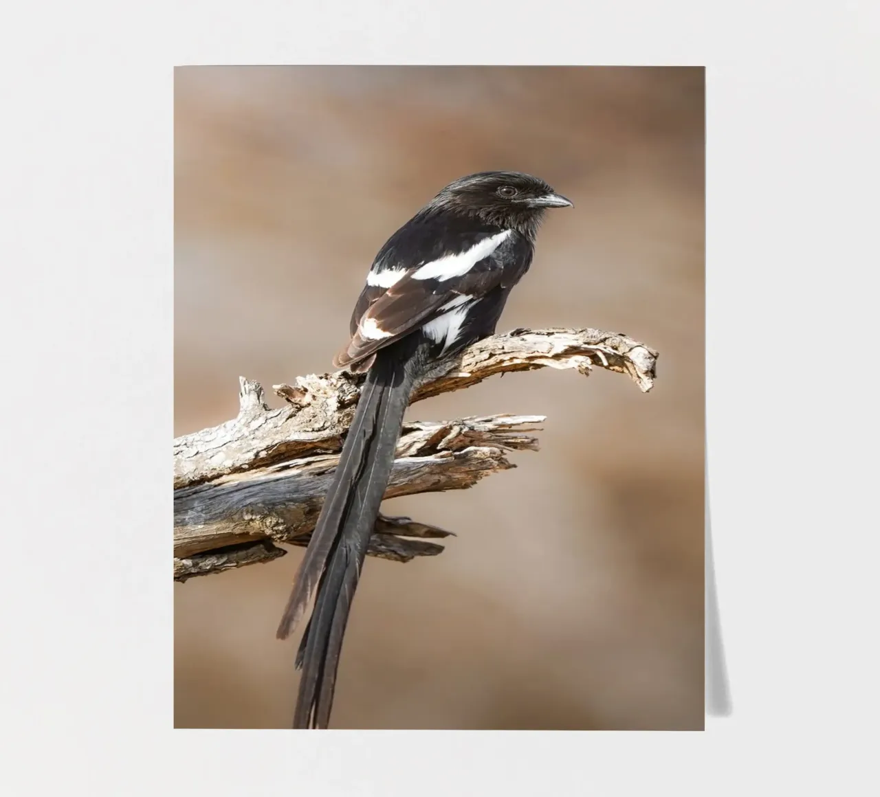 Magpie Shrike sticker sheet by Tom's Wildlife
