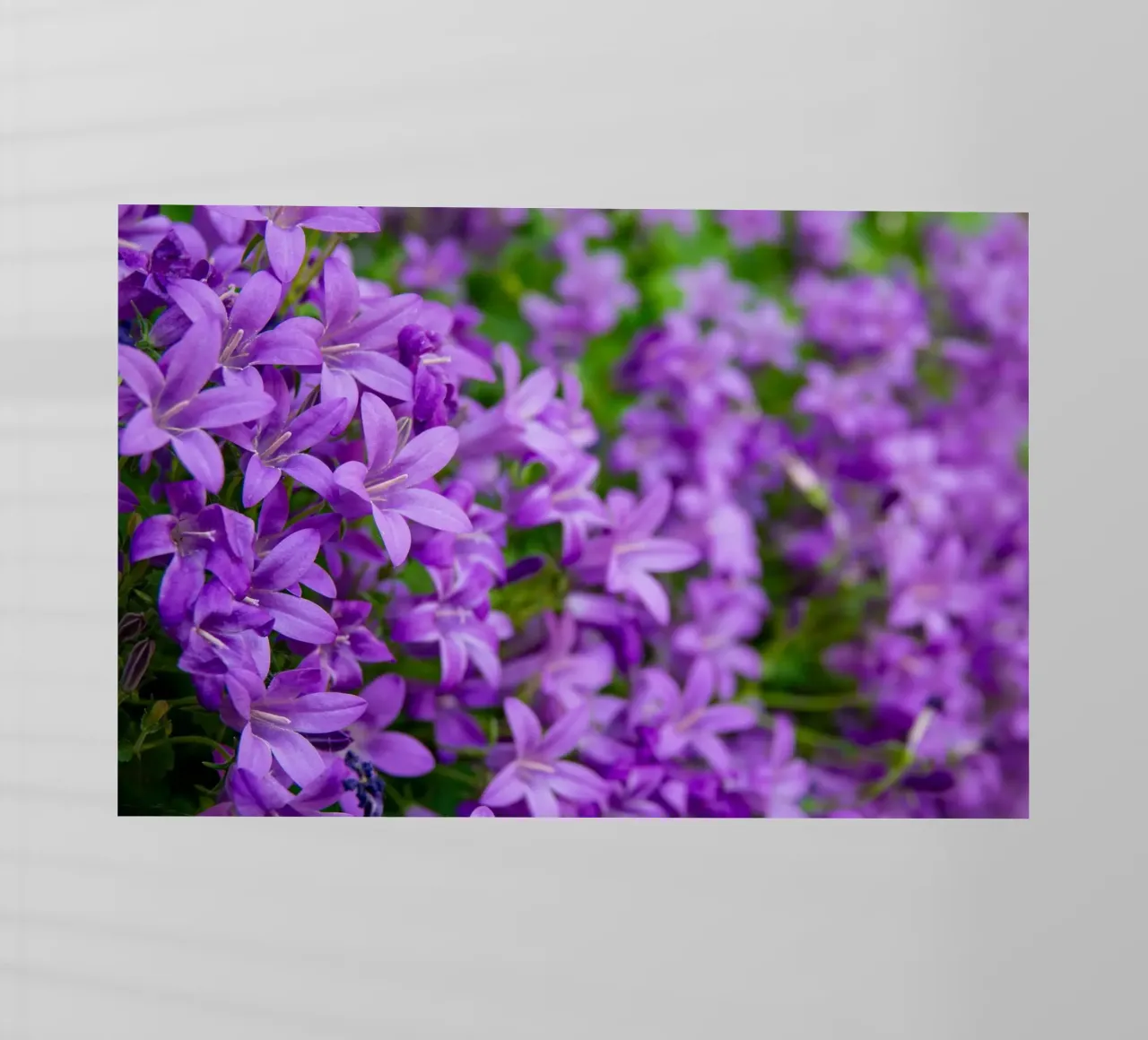 Campanule viola pellicola backlit da anderm