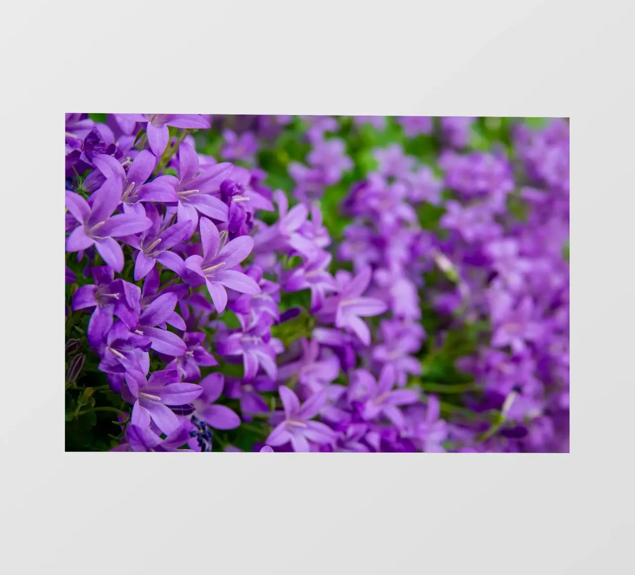 Campanule viola pellicola backlit da anderm