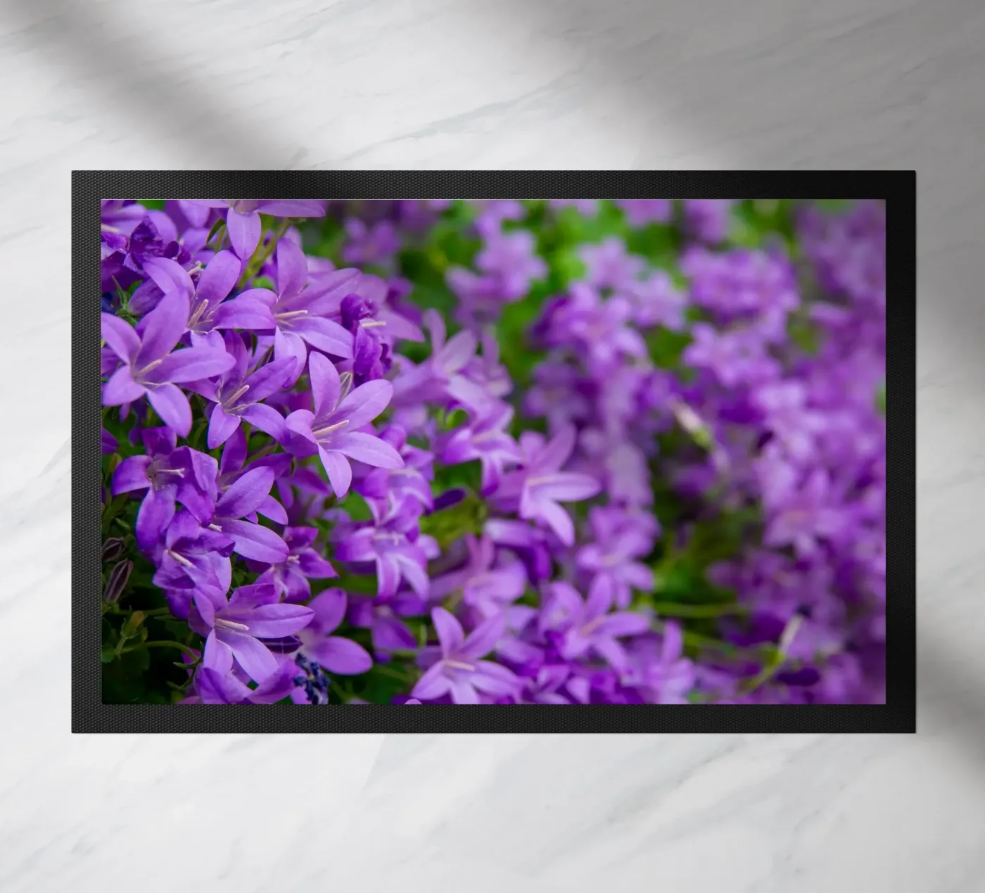 Campanule viola zerbino da anderm