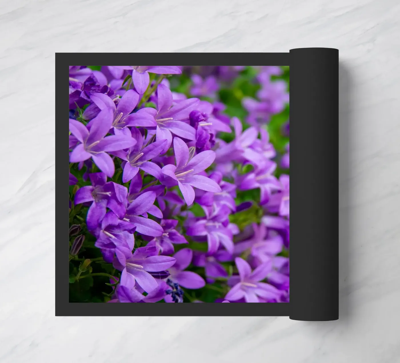 Campanule viola zerbino da anderm