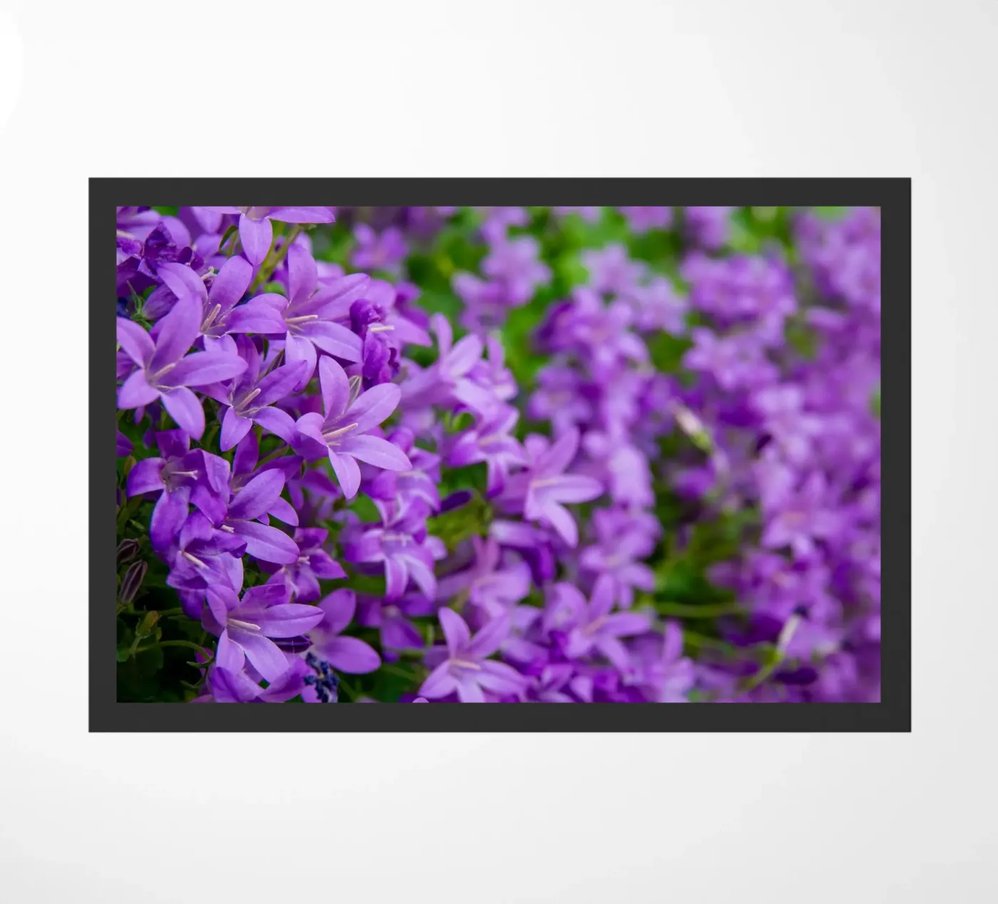 Campanule viola zerbino da anderm