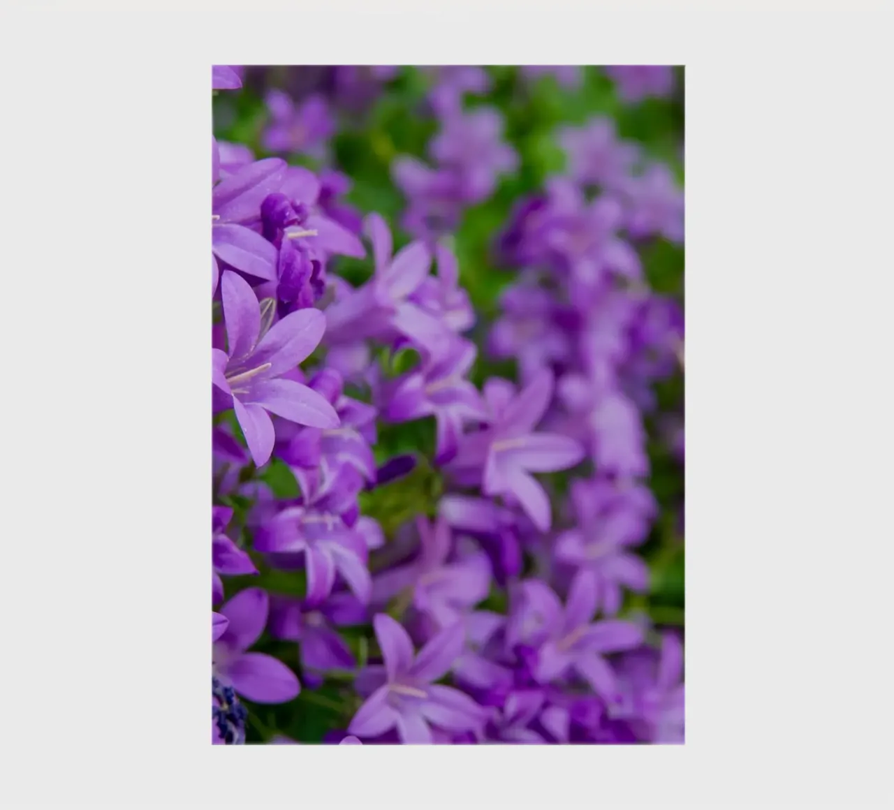 Purple bellflowers notebook by anderm