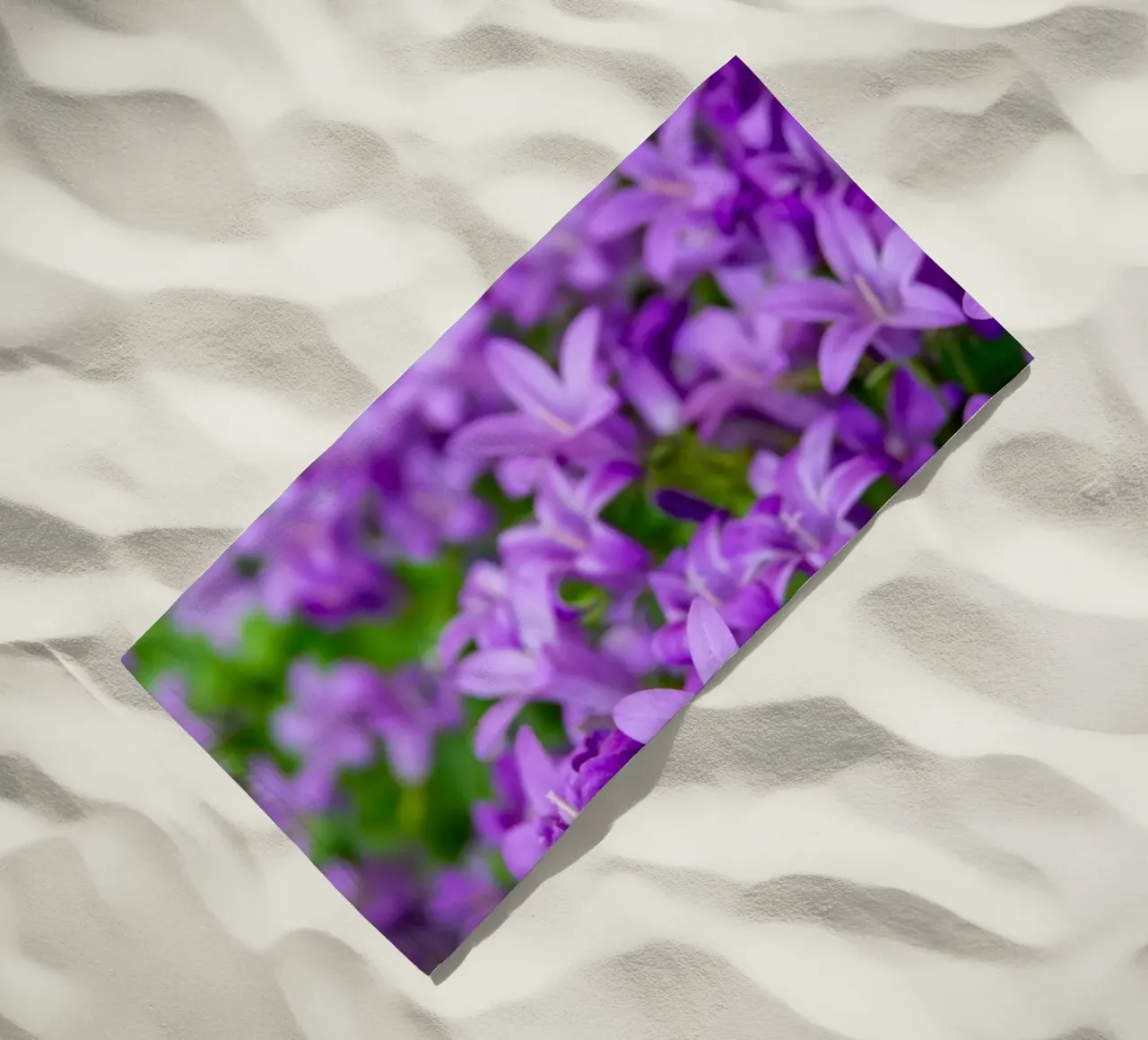 Campanule viola telo mare da anderm