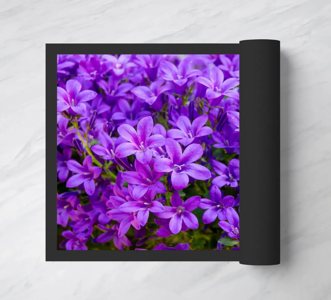 Campanule viola zerbino da anderm