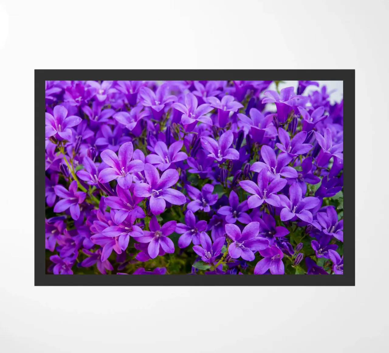 Campanule viola zerbino da anderm