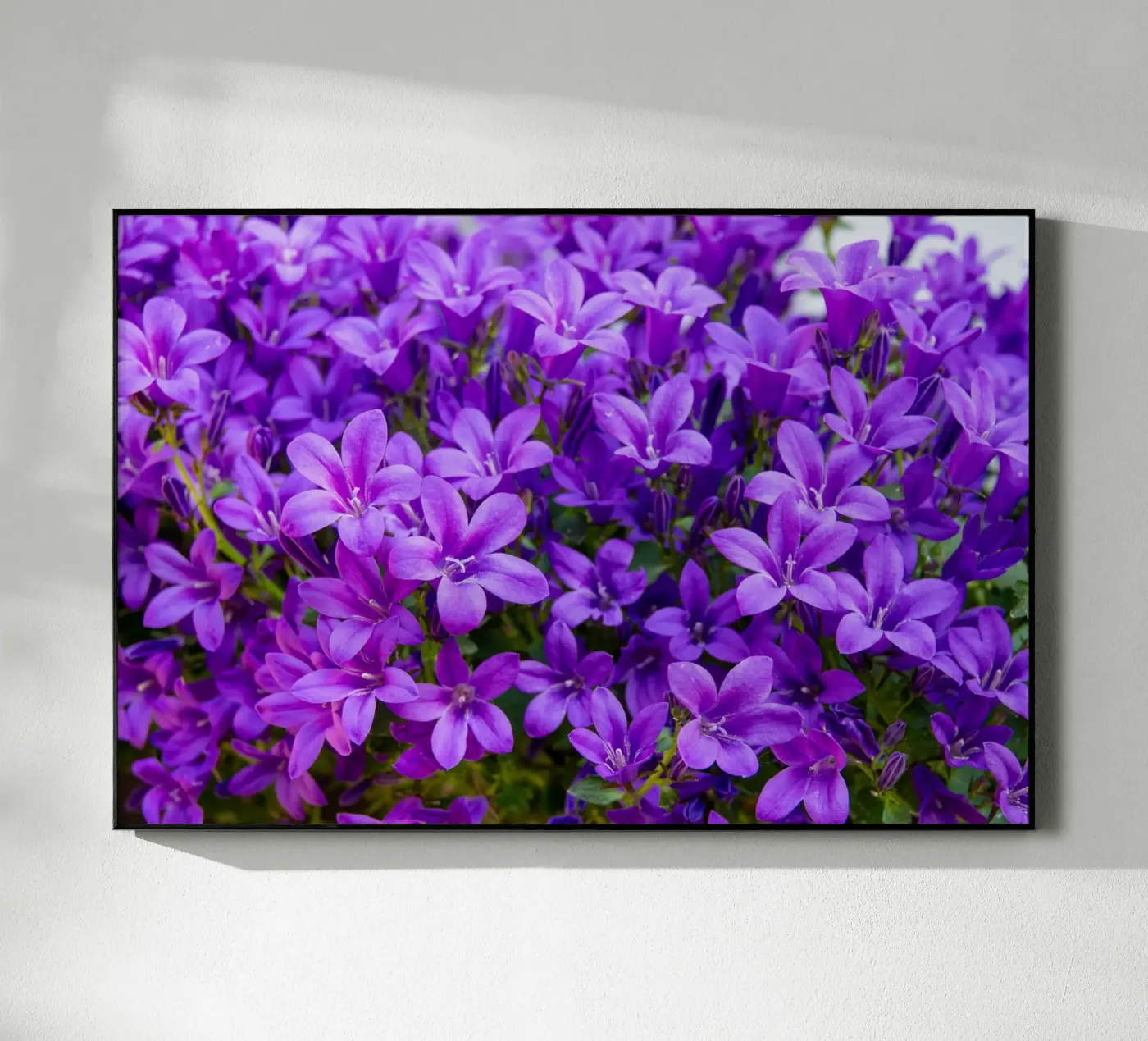 Purple bellflowers acryl van anderm
