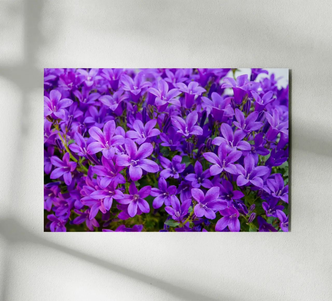 Campanule viola alluminio dibond da anderm