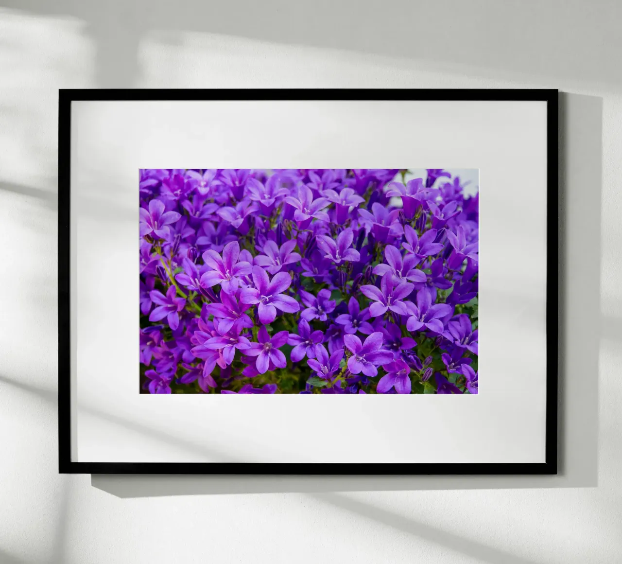 Campanule viola poster con telaio in alluminio da anderm