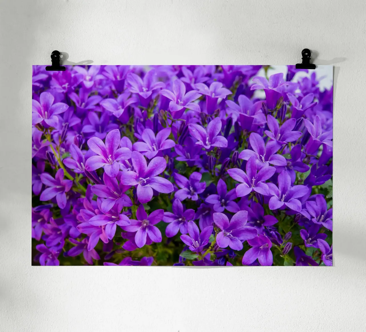 Campanule viola poster con telaio in alluminio da anderm