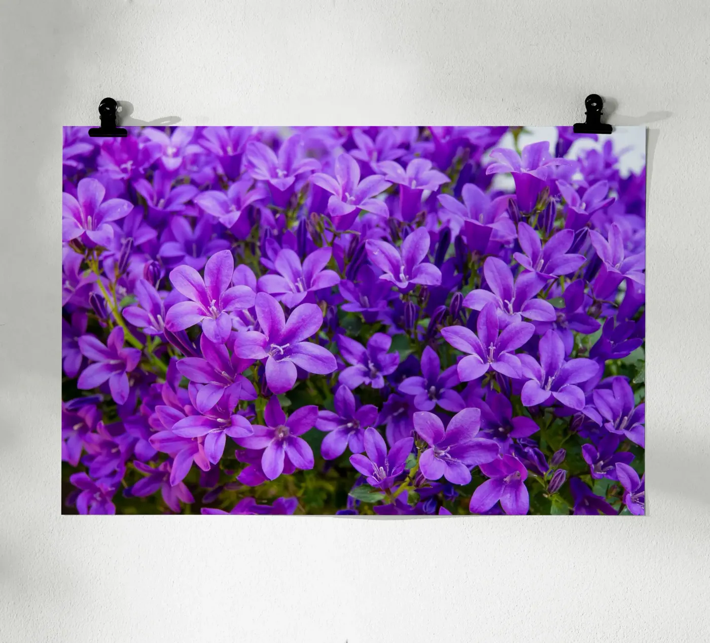 Campanule viola poster da anderm