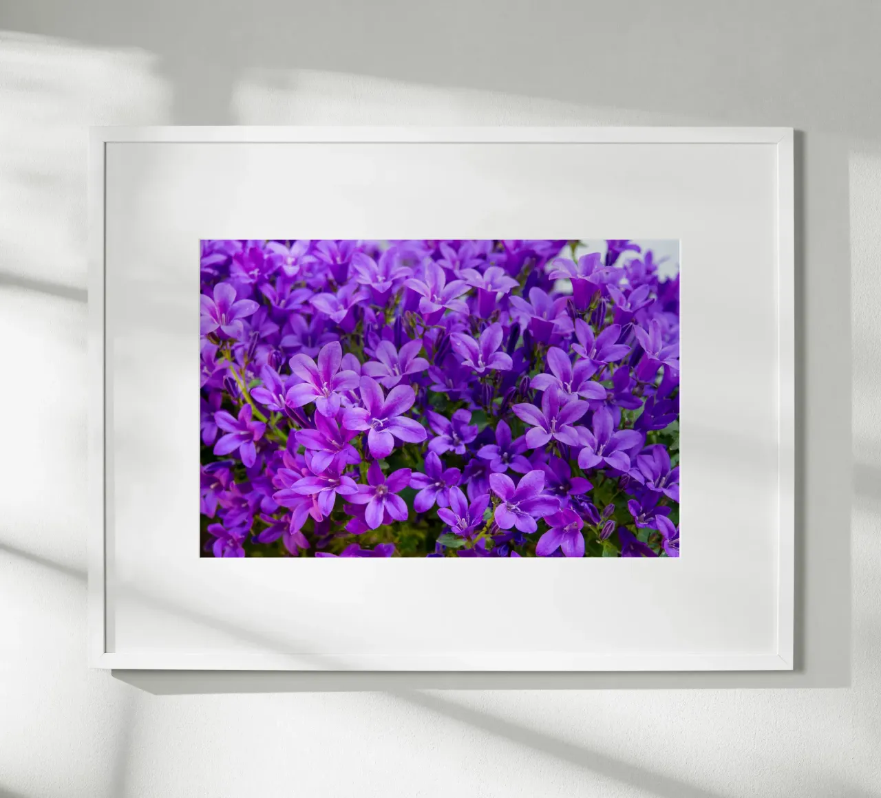 Campanule viola poster con telaio in alluminio da anderm