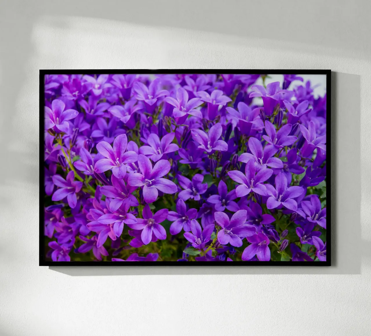 Campanule viola poster con telaio in alluminio da anderm