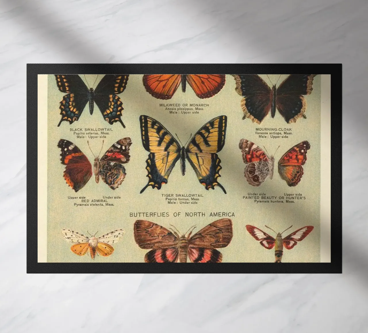 vlinders motten natuur wildlife insecten entomologie deurmat van Graham Robertson