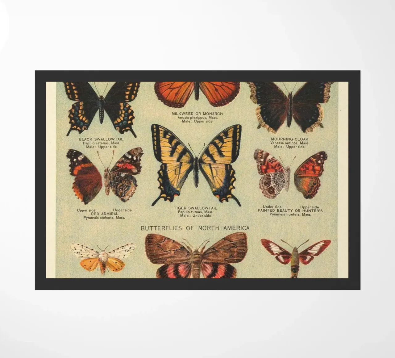 vlinders motten natuur wildlife insecten entomologie deurmat van Graham Robertson