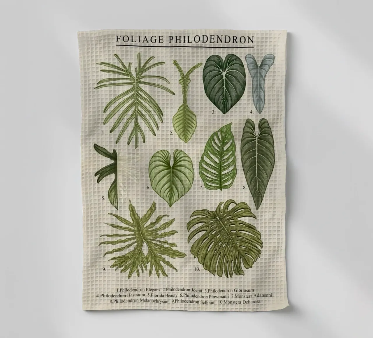 foliage philodendron leaves plant taxonomy botanical tea towel by Graham Robertson