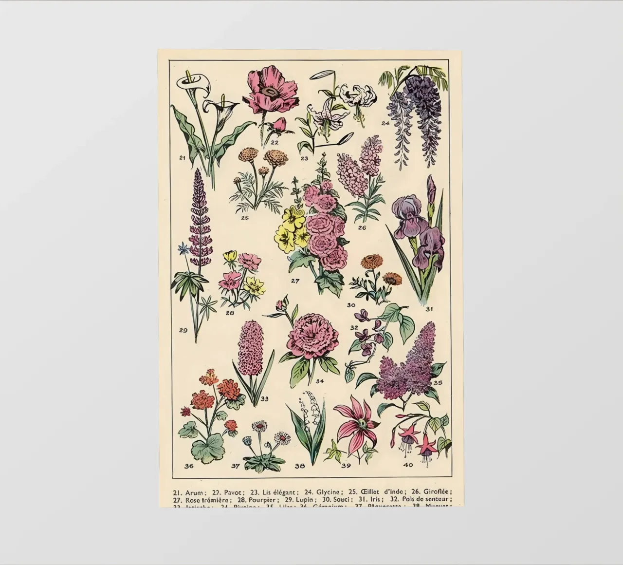 flowers araceae poppy lily wisteria photo wallpaper by Graham Robertson