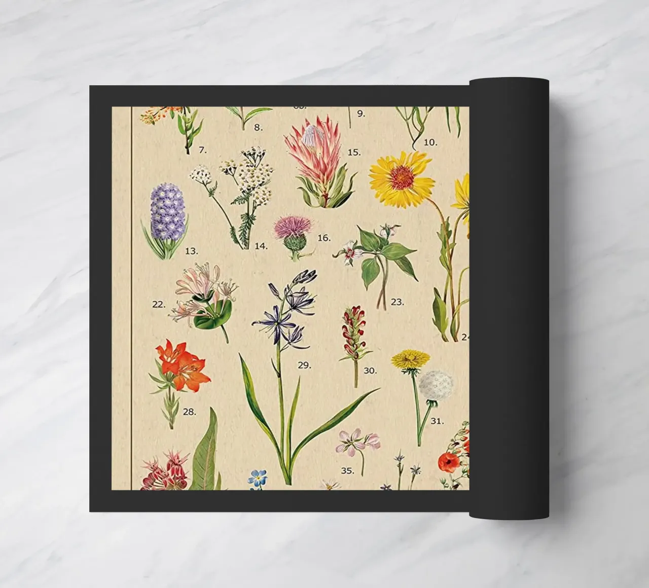 fiori selvatici botanici Nord America zerbino da Graham Robertson